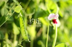 华体会首选平台-浓眉统治攻防两端！爵士不敌雷霆，戴维斯用全能表现打破所有质疑